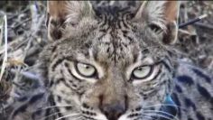 Caçador do silêncio  Os novos linces do Vale do Guadiana