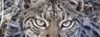 Caçador do silêncio  Os novos linces do Vale do Guadiana