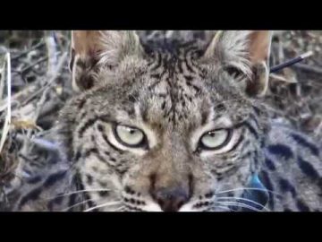 Caçador do silêncio  Os novos linces do Vale do Guadiana