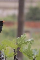 DÍA LLUVIOSO EN CASA EN TEMPORADA COVIDA 19