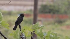 DIA DE CHUVA EM CASA EM ÉPOCA DE COVID 19