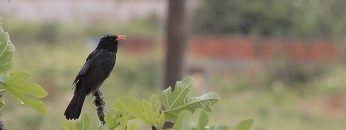 DIA DE CHUVA EM CASA EM ÉPOCA DE COVID 19