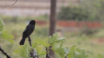 DIA DE CHUVA EM CASA EM ÉPOCA DE COVID 19
