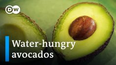 Avocado del Portogallo: Oro verde o incubo ecologico?