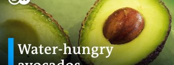 Portugalskie awokado: Zielone złoto czy ekologiczny koszmar?