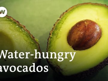 포르투갈의 아보카도: 그린 골드 또는 생태적 악몽?