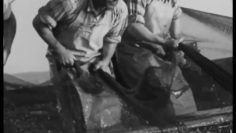 Na pesca da Sardinha em Portimão 1962