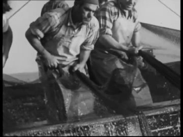 ポルティマンでのイワシ釣りで 1962